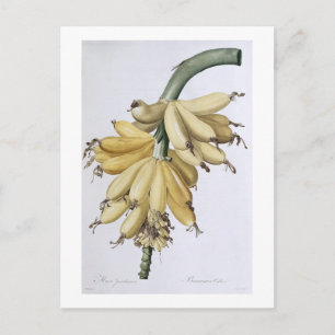 Carte Postale Banane, 1816