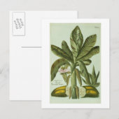 Carte Postale Banane, de Phytanthoza Iconographi de J. (Devant / Derrière)