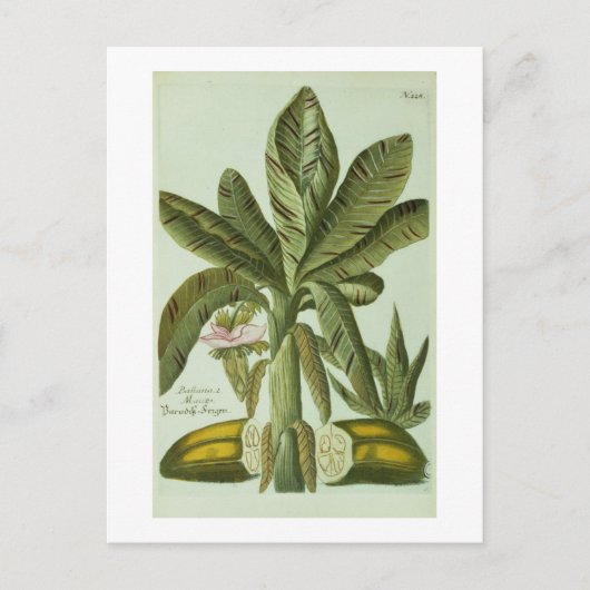 Carte Postale Banane, de Phytanthoza Iconographi de J. (Devant)