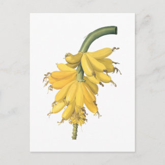 Carte Postale banane (Musa paradisiaca) de Redouté