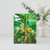 Carte Postale Banane tropicale Palm Tree St Augustine Floride (Debout devant)