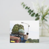 Carte Postale Bananes (Debout devant)