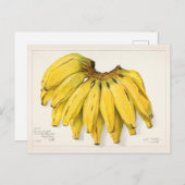 Carte Postale Bananes (Musa) Peinture à l'aquarelle de fruits (Devant / Derrière)