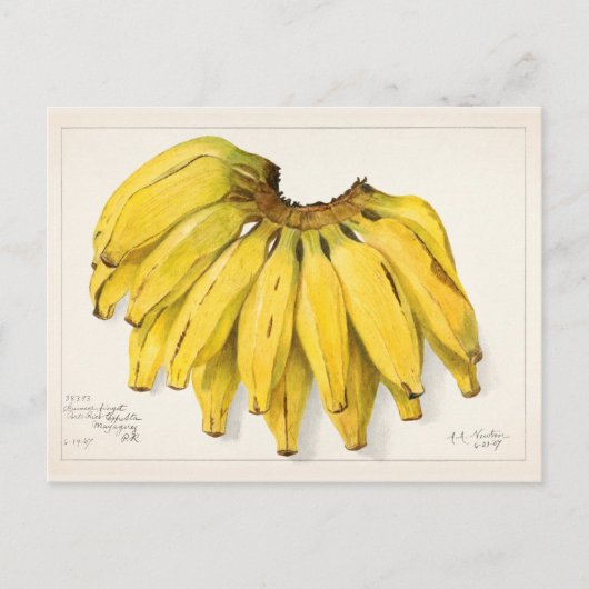 Carte Postale Bananes (Musa) Peinture à l'aquarelle de fruits (Devant)