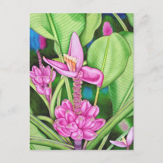 Carte Postale Bananes roses (Devant)