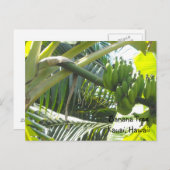 Carte Postale Bananier (Devant / Derrière)