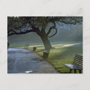 Carte Postale Banc, arbre, Regents Park, Londres, Angleterre