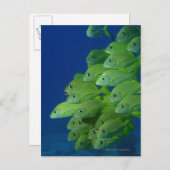 Carte Postale Banc de grogneur à bande bleue française et de gro (Devant / Derrière)