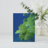 Carte Postale Banc de grogneur à bande bleue française et de gro (Debout devant)