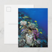 Carte Postale Banc de rougets autour d'un petit corail (Devant / Derrière)