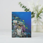 Carte Postale Banc de rougets autour d'un petit corail (Debout devant)