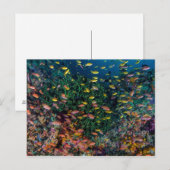 Carte Postale Bancs de poissons nagent dans le récif (Devant / Derrière)