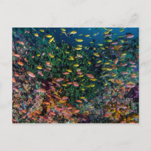 Carte Postale Bancs de poissons nagent dans le récif