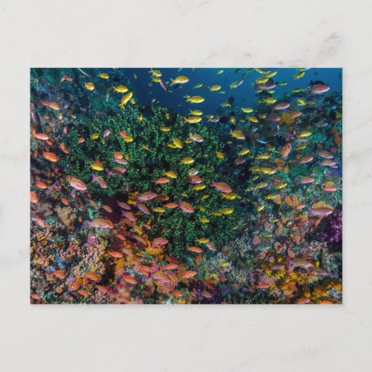 Carte Postale Bancs de poissons nagent dans le récif (Devant)