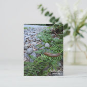 Carte Postale Bande banane de la forêt de séquoias (Debout devant)