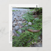 Carte Postale Bande banane de la forêt de séquoias (Devant / Derrière)