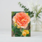 Carte Postale Bande de laiton Rosa [Carte postale] (Debout devant)