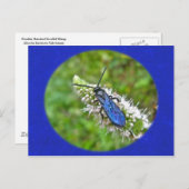 Carte Postale Bande double sur la menthe (Devant / Derrière)