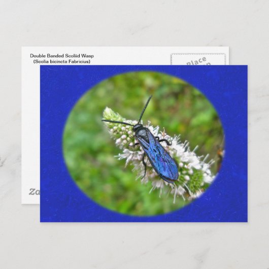 Carte Postale Bande double sur la menthe (Devant / Derrière)