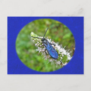 Carte Postale Bande double sur la menthe
