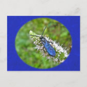 Carte Postale Bande double sur la menthe (Devant)