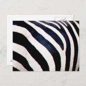 Carte Postale Bandes zèbres (Devant / Derrière)