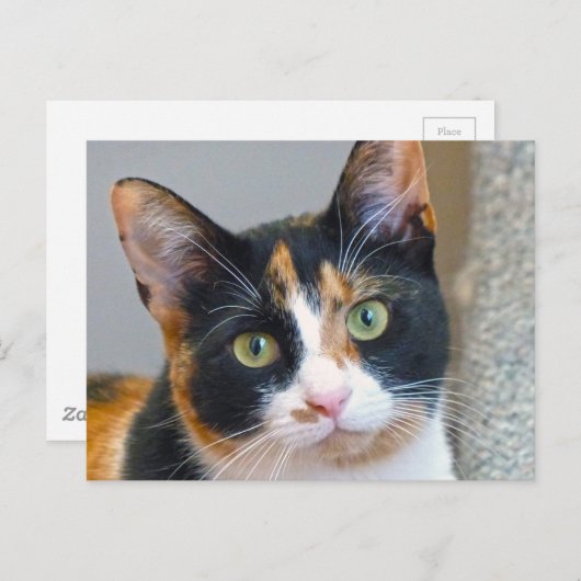 Carte Postale Bandit (Devant / Derrière)