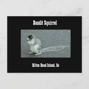 Carte Postale Bandit Squirrel
