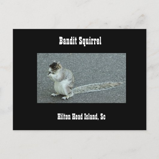Carte Postale Bandit Squirrel (Devant)