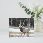 Carte Postale Banff Elk (Debout devant)