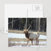 Carte Postale Banff Elk (Devant / Derrière)