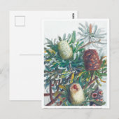 Carte Postale Banksia Flowers | Ellis Rowan 1782 (Devant / Derrière)