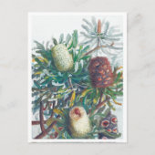 Carte Postale Banksia Flowers | Ellis Rowan 1782 (Devant)