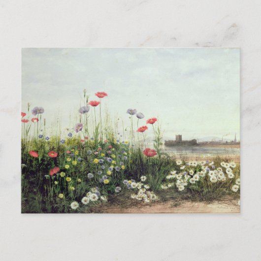 Carte Postale Banque des fleurs d'été (Devant)