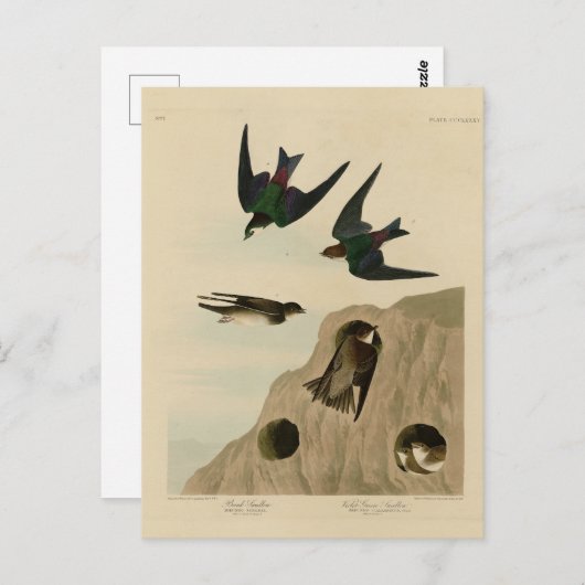 Carte Postale Banque, hirondelles vert violet, Audubon Birds Amé (Devant / Derrière)