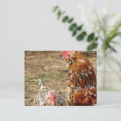 Carte Postale Bantam Hen et Rooster (Debout devant)