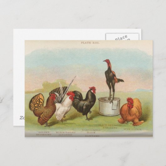 Carte Postale Bantams (Devant / Derrière)