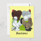 Carte Postale Bantams en plumes Legs (Devant / Derrière)
