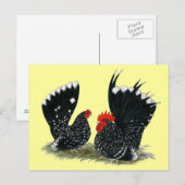 Carte Postale Bantams Japonais Mottés (Devant / Derrière)