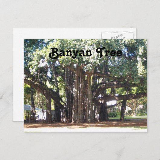 Carte Postale Banyan Tree (Devant / Derrière)