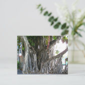 Carte Postale Banyan Tree (Debout devant)