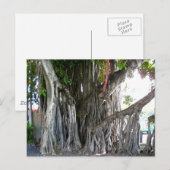 Carte Postale Banyan Tree (Devant / Derrière)