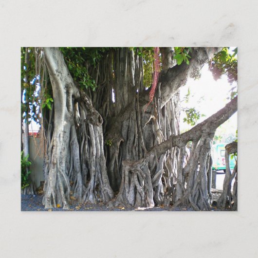 Carte Postale Banyan Tree (Devant)