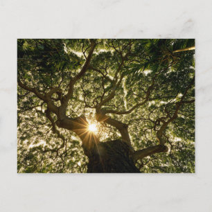 Carte Postale Banyan Tree Canopy Sunstar