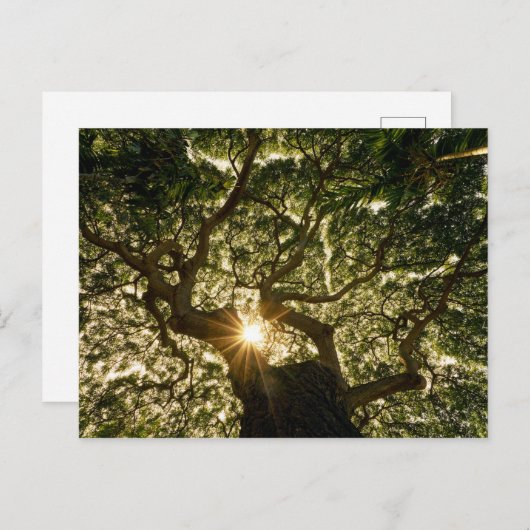 Carte Postale Banyan Tree Canopy Sunstar (Devant / Derrière)