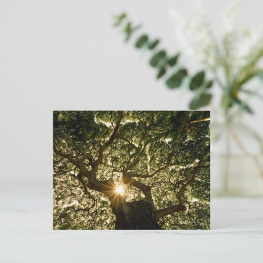 Carte Postale Banyan Tree Canopy Sunstar (Debout devant)