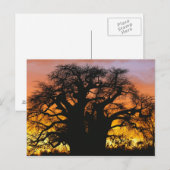 Carte Postale baobab africain, Adansonia digitata, (Devant / Derrière)