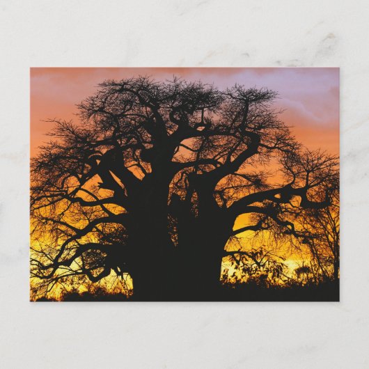 Carte Postale baobab africain, Adansonia digitata, (Devant)