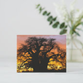 Carte Postale baobab africain, Adansonia digitata, (Debout devant)