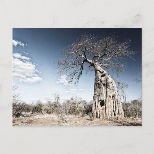 Carte Postale Baobab dans le parc national des piscines de Mana, (Devant)